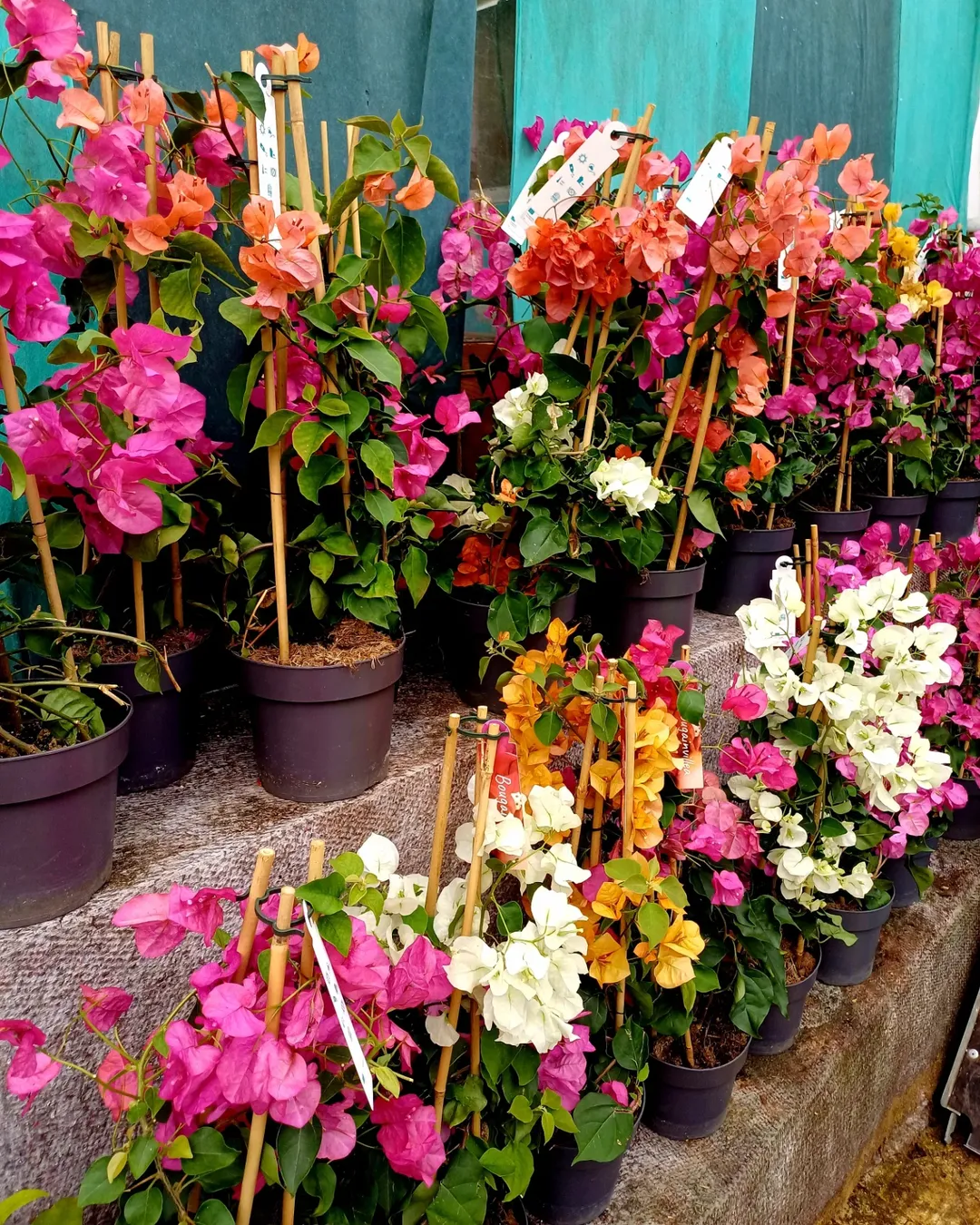 jenis tanaman vertical garden tahan panas, bunga kertas