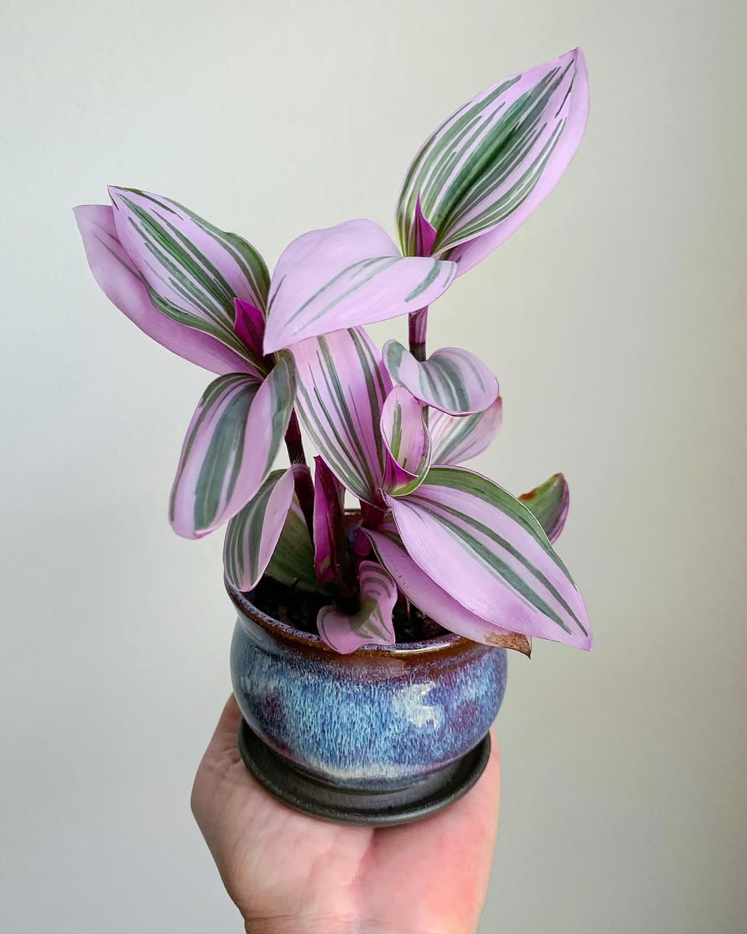 tradescantia