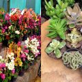 10 Jenis Tanaman Vertical Garden Tahan Panas untuk Rumah Tropis