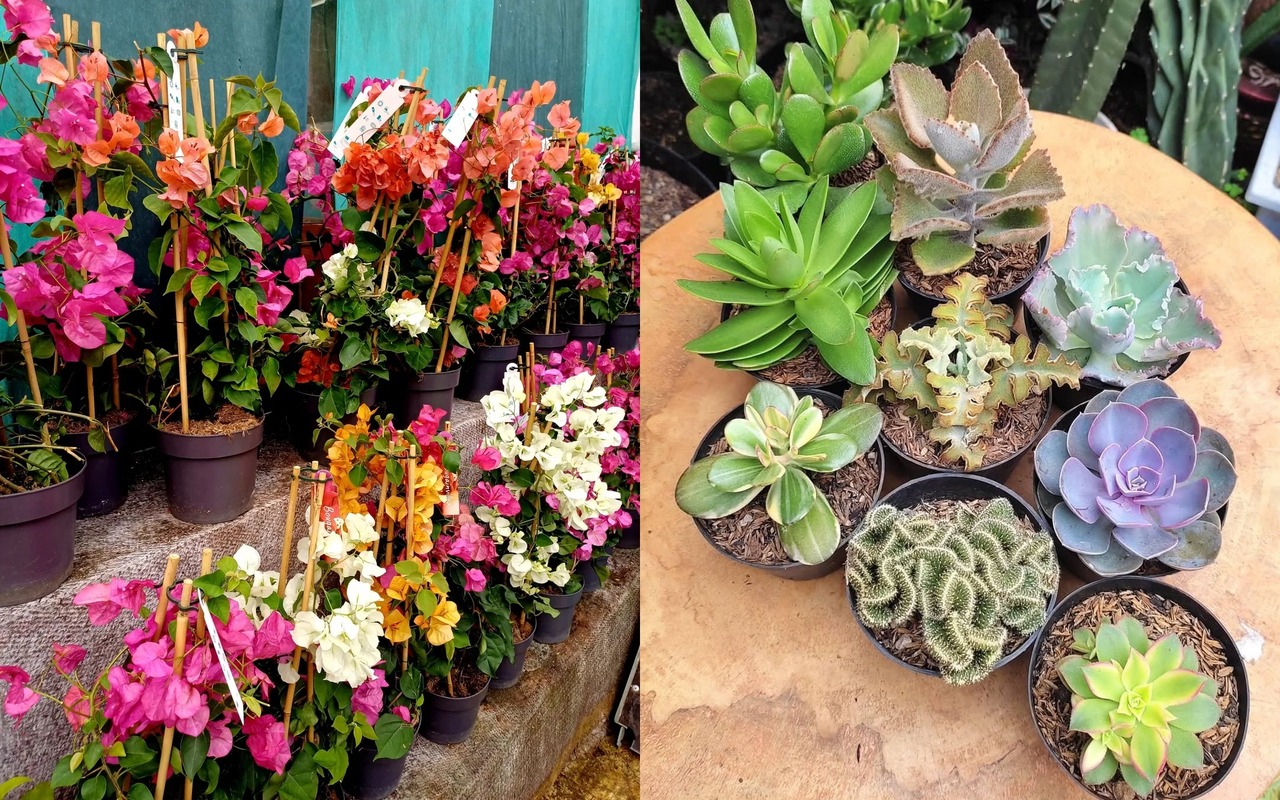 tanaman vertical garden tahan panas