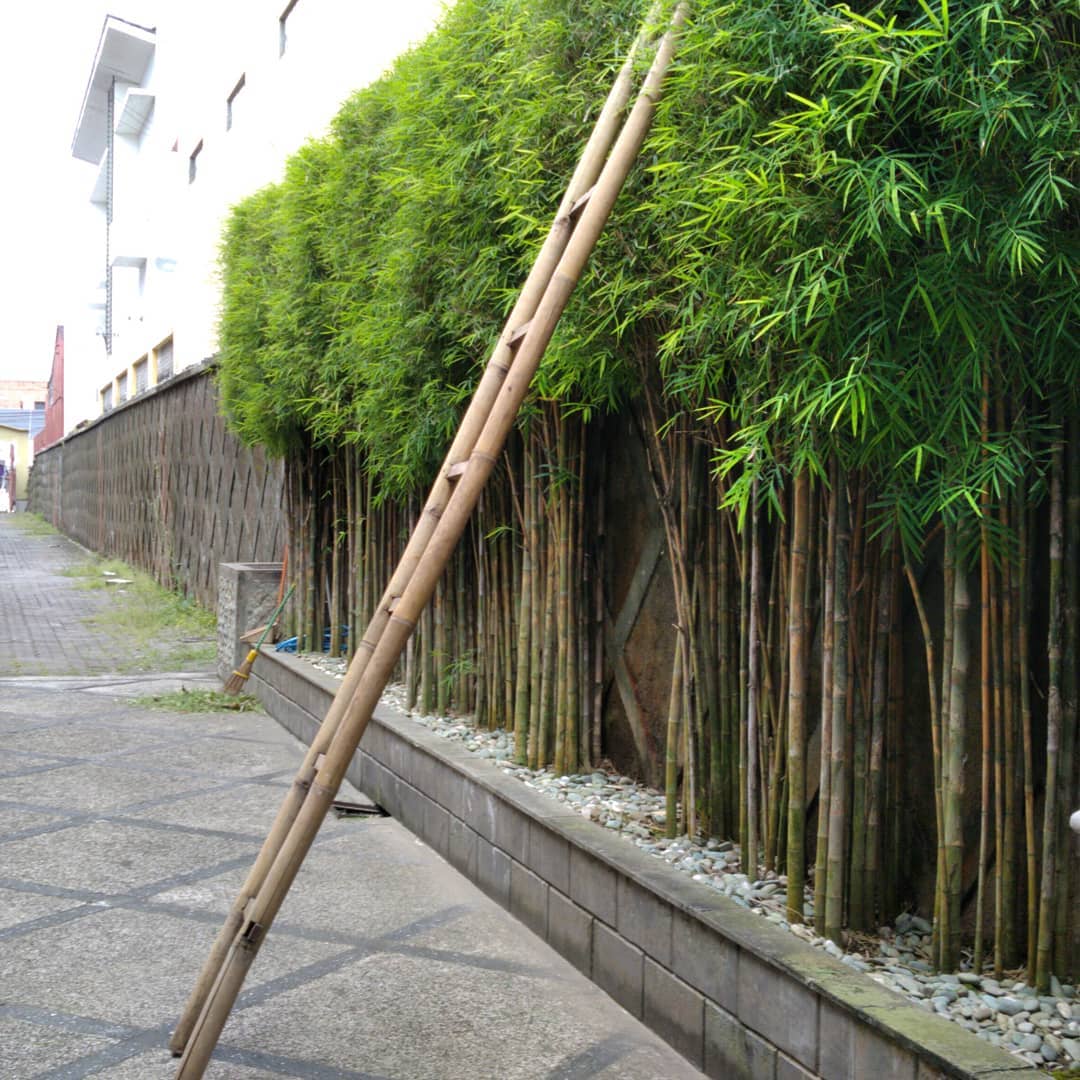 bambu jepang bambu jepang