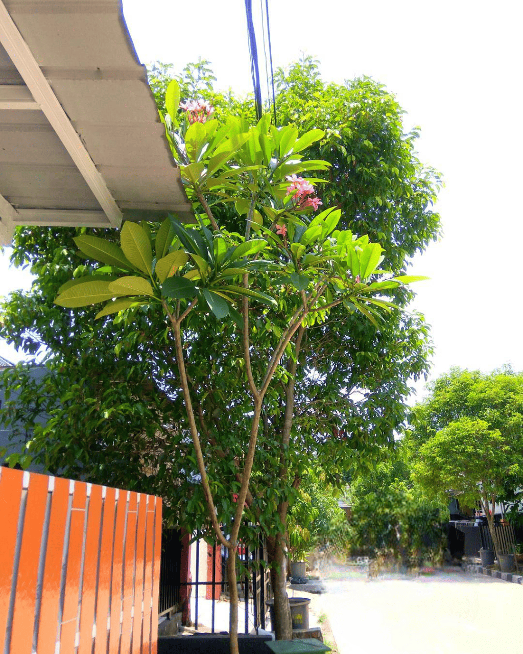 jenis pohon hias depan rumah, pohon kamboja jenis pohon hias depan rumah, pohon kamboja