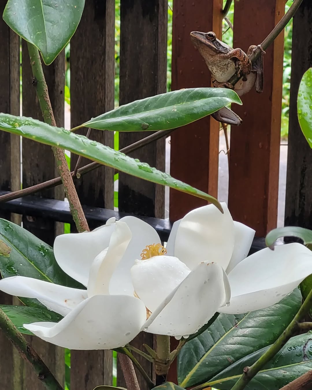 magnolia