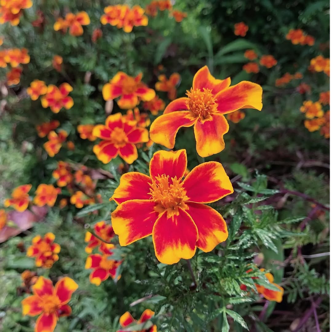 marigold