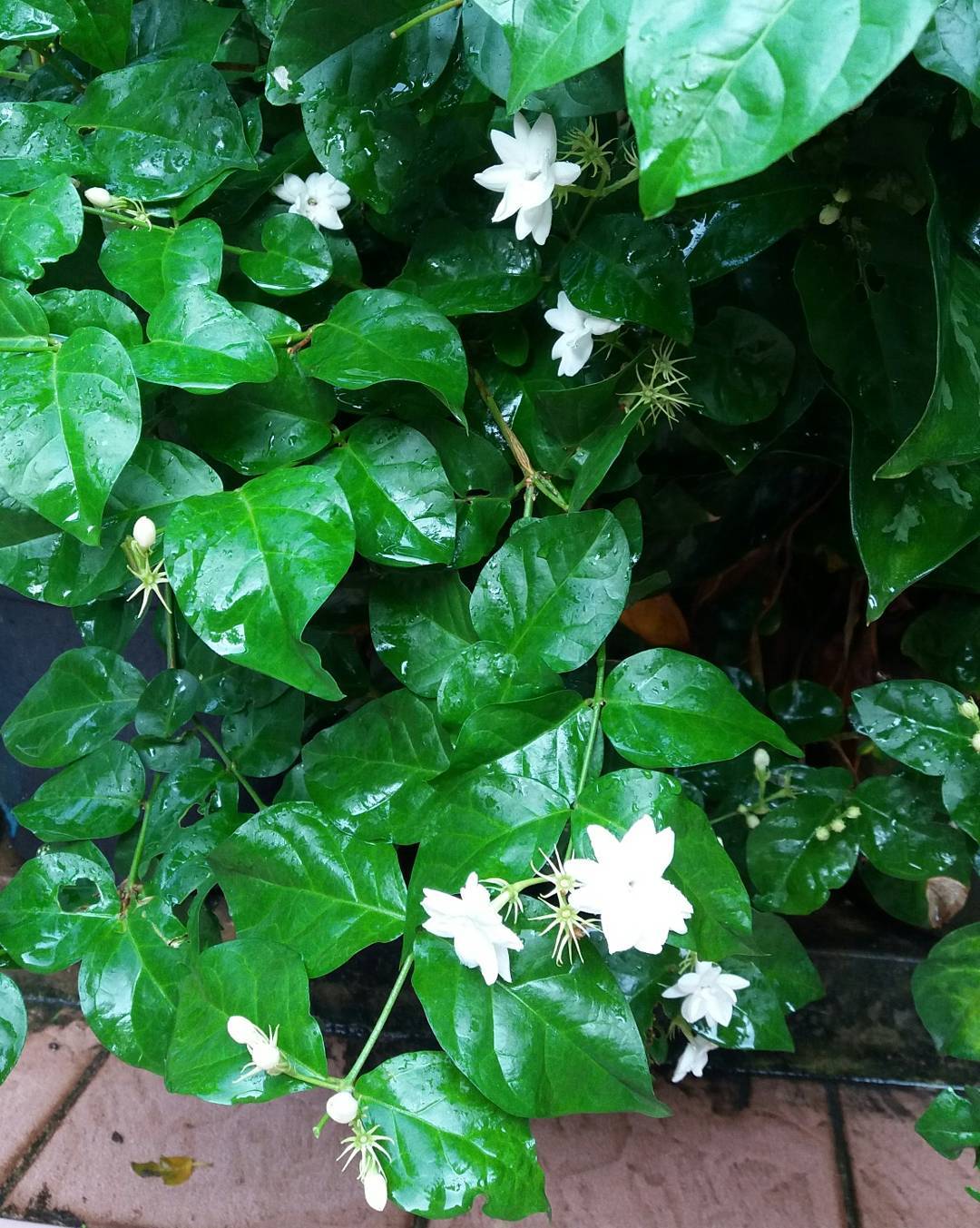 melati