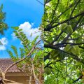 10 Pohon Buah yang Tidak Merusak Pondasi Rumah