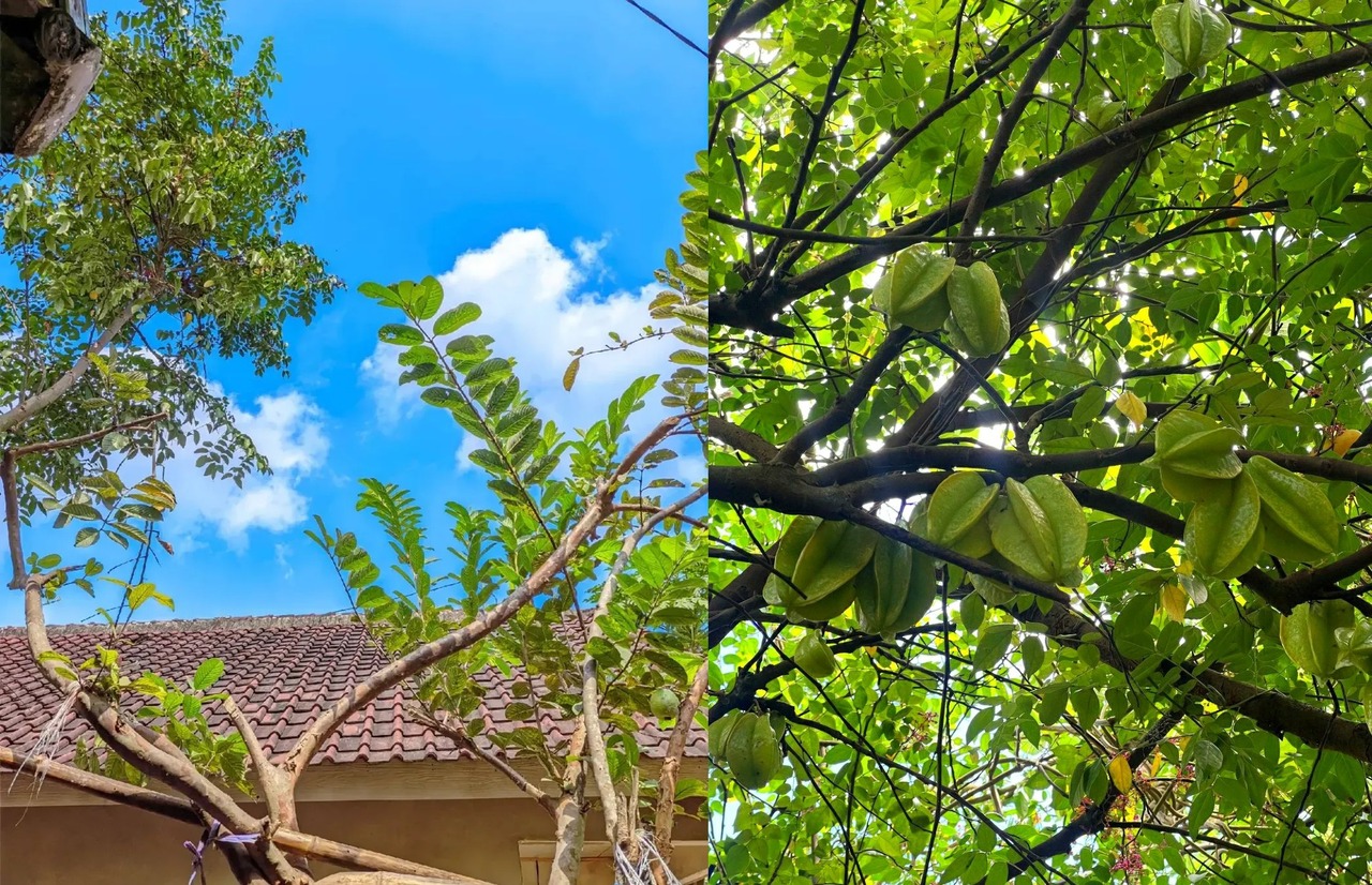 pohon buah yang tidak merusak pondasi rumah