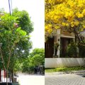 10 Jenis Pohon Hias Depan Rumah yang Cantik, Sejuk, dan Mudah Dirawat