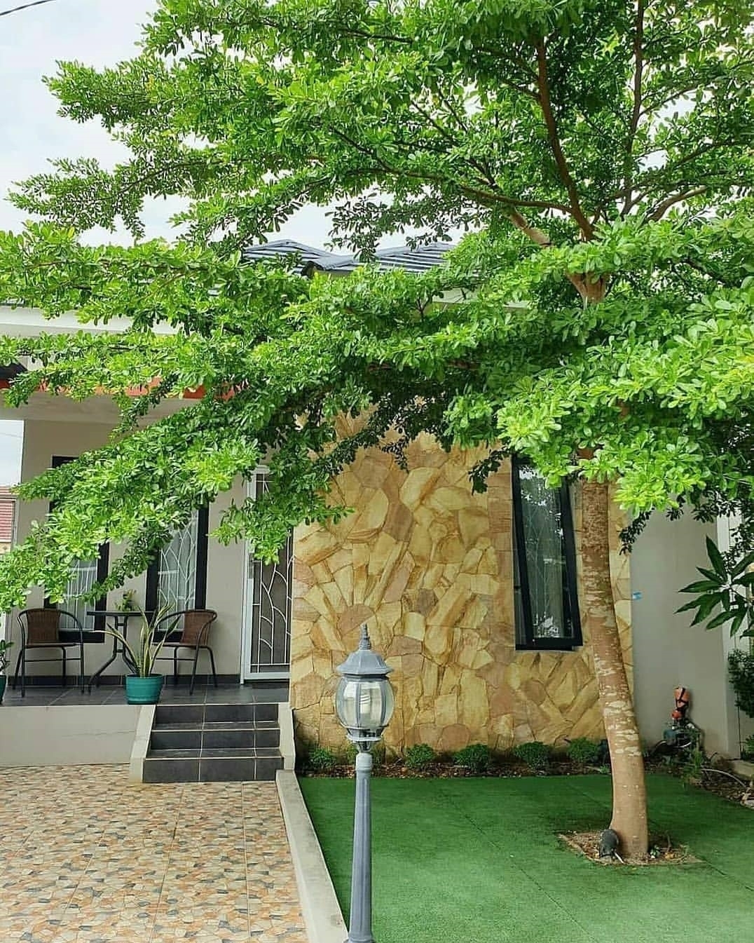 pohon ketapang kencana pohon ketapang kencana