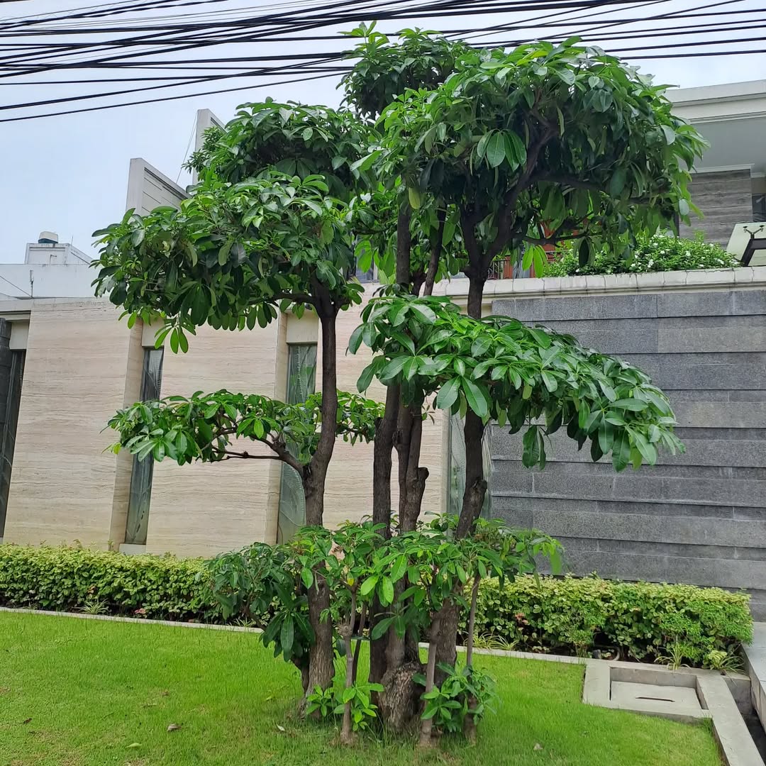 pohon pule pohon pule