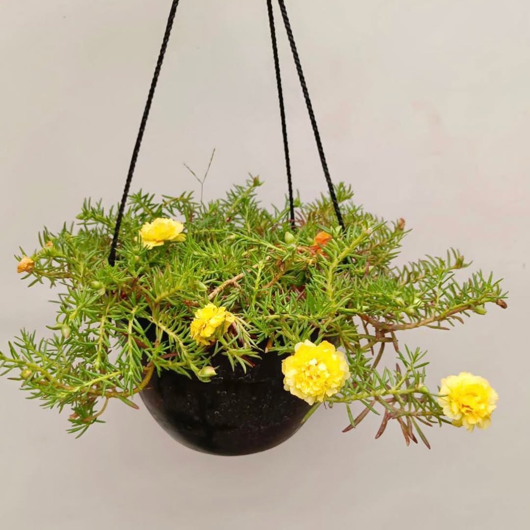 portulaca