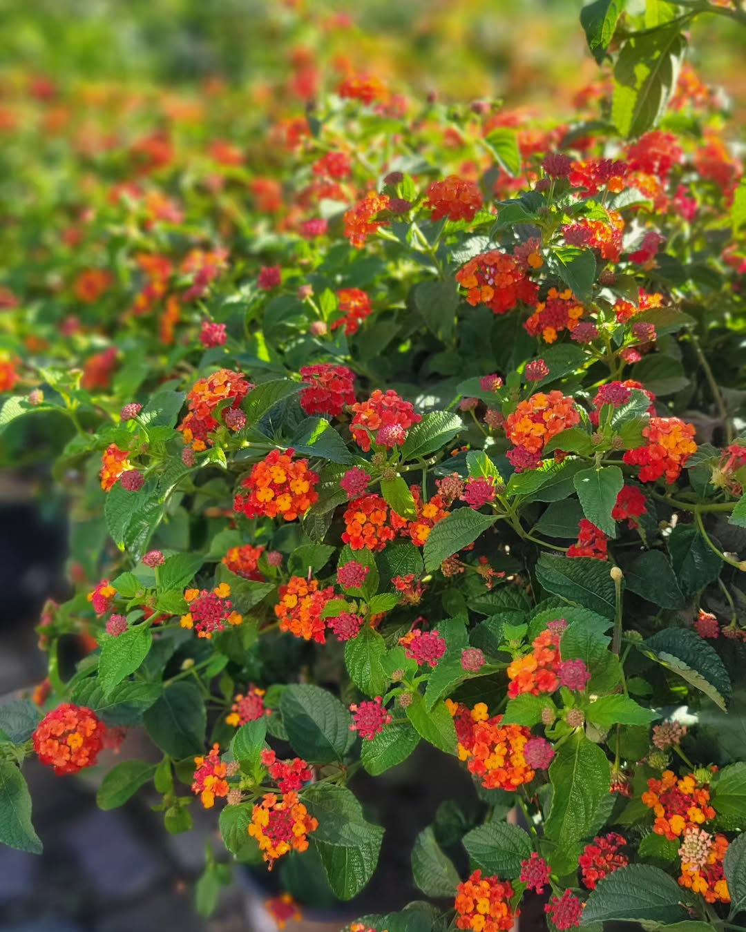 tanaman bunga kecil tahan panas, lantana