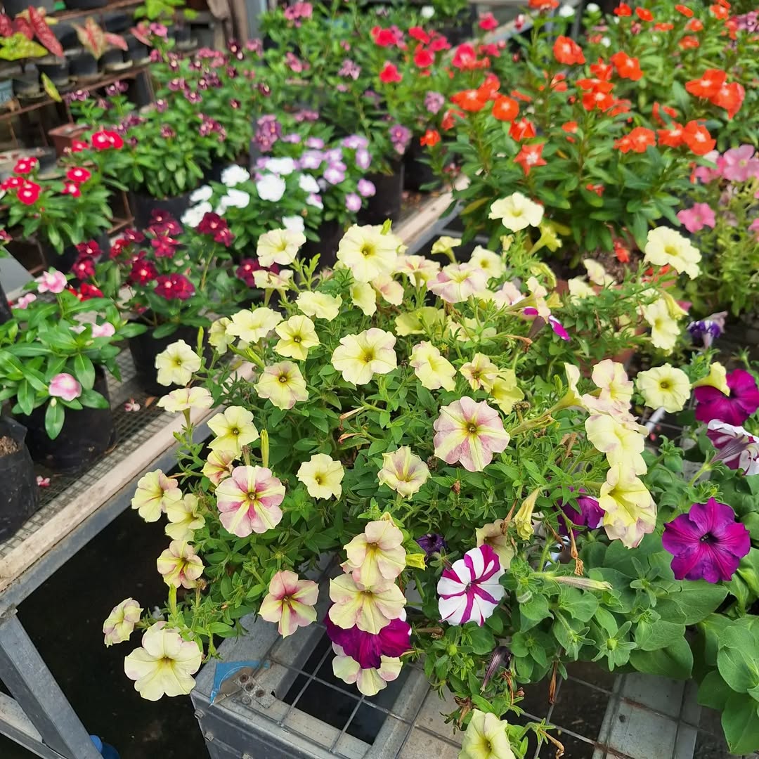 tanaman hias bunga yang tahan panas, petunia