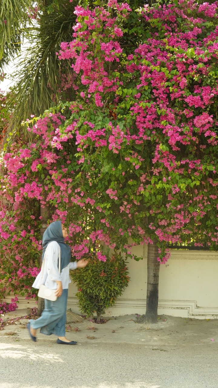 tanaman pohon hias depan rumah, bunga kertas tanaman pohon hias depan rumah, bunga kertas