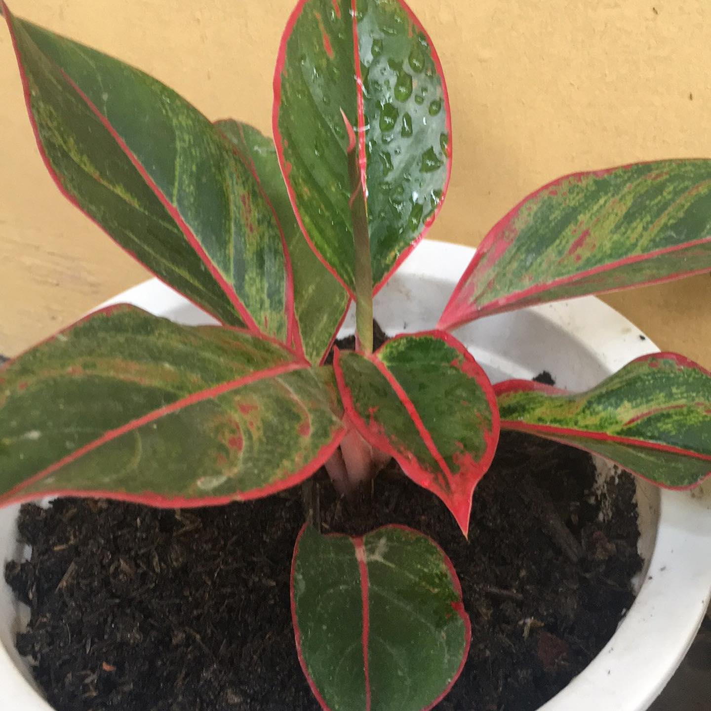 1. Aglaonema Red Siam Aurora