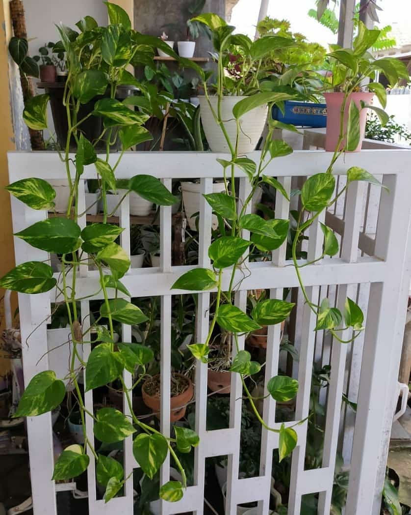 1. Sirih Gading (Epipremnum aureum)