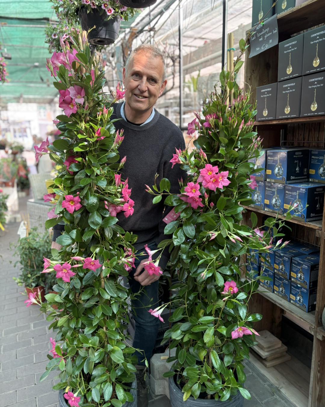 10. Mandevilla (Dipladenia)