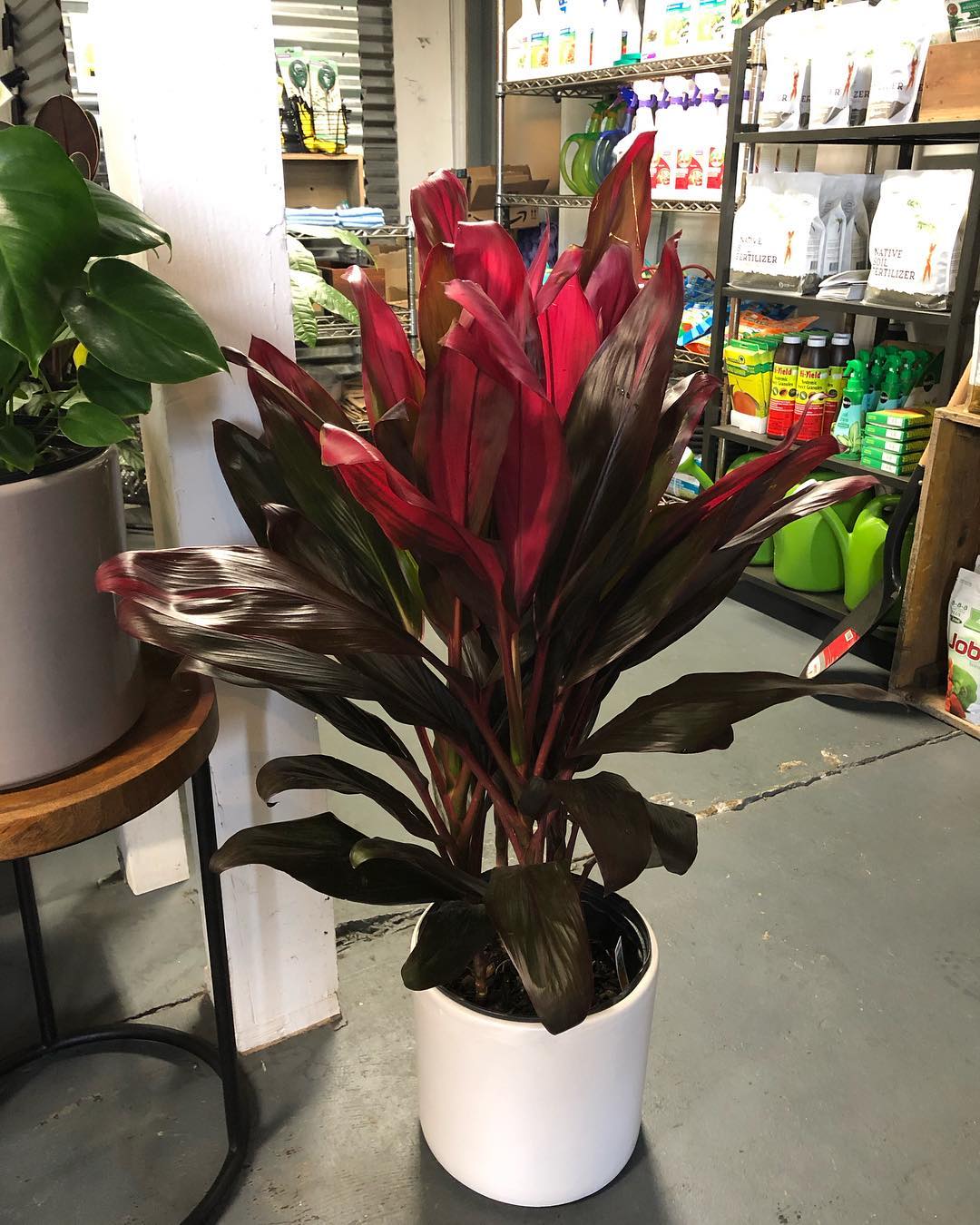 10. Ti Plant ‘Red Sister’