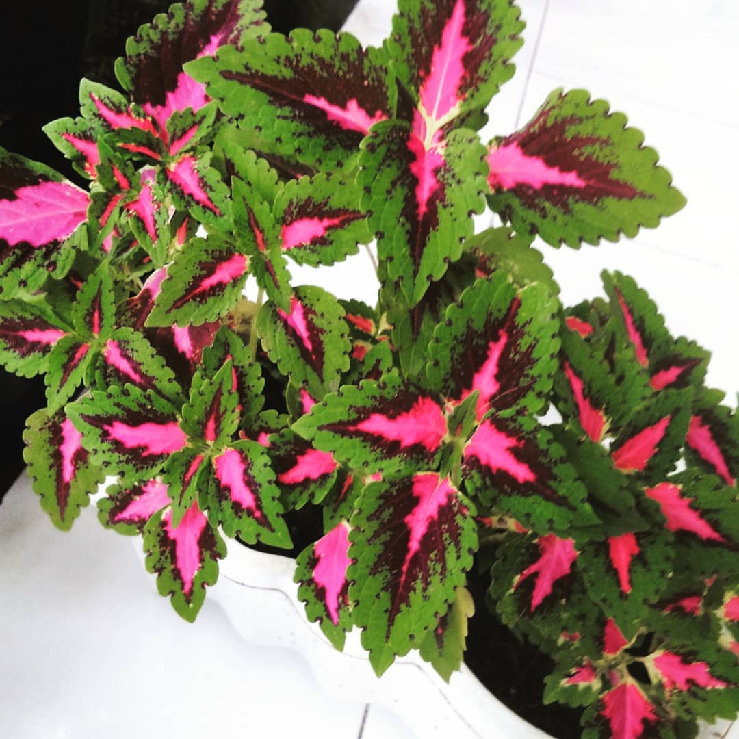 2. Coleus (Miana)