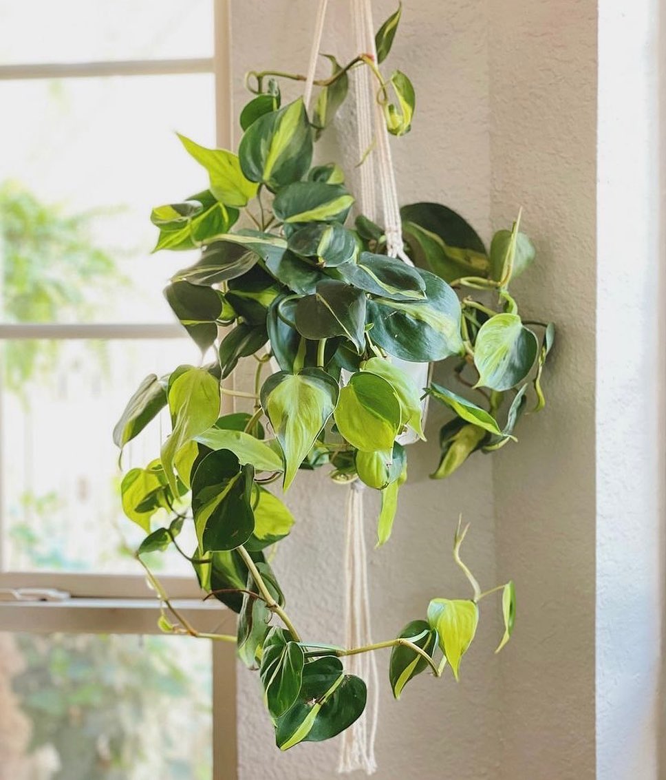 2. Philodendron Brasil