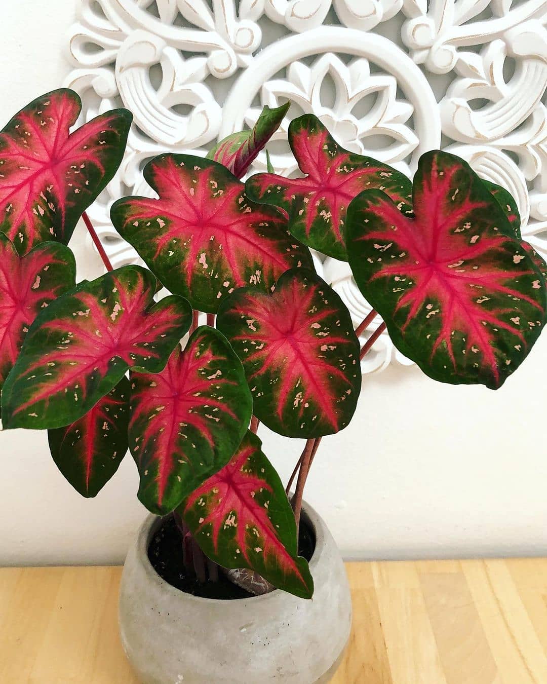 3. Caladium Red Flash