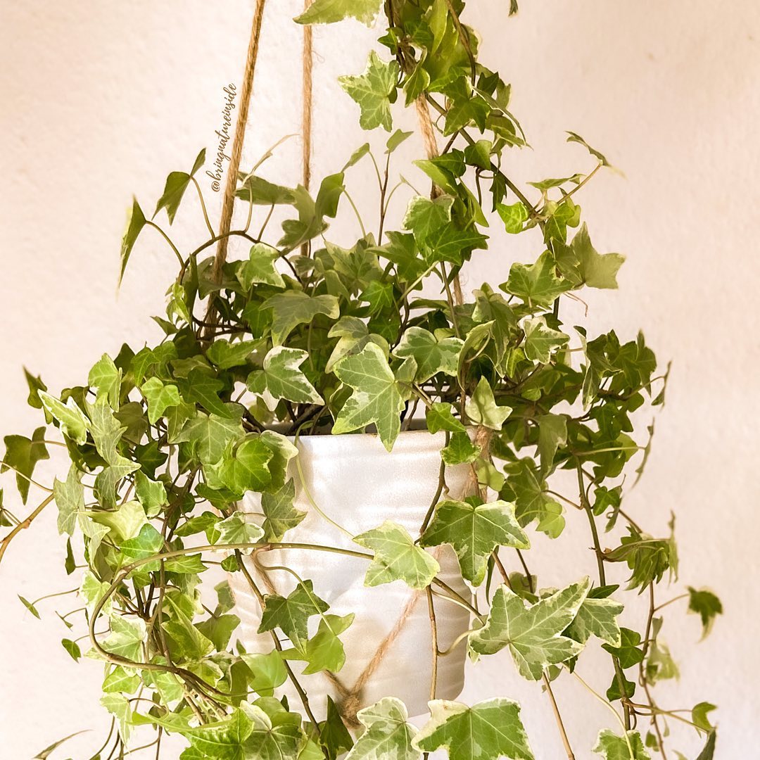 3. English Ivy (Hedera helix)