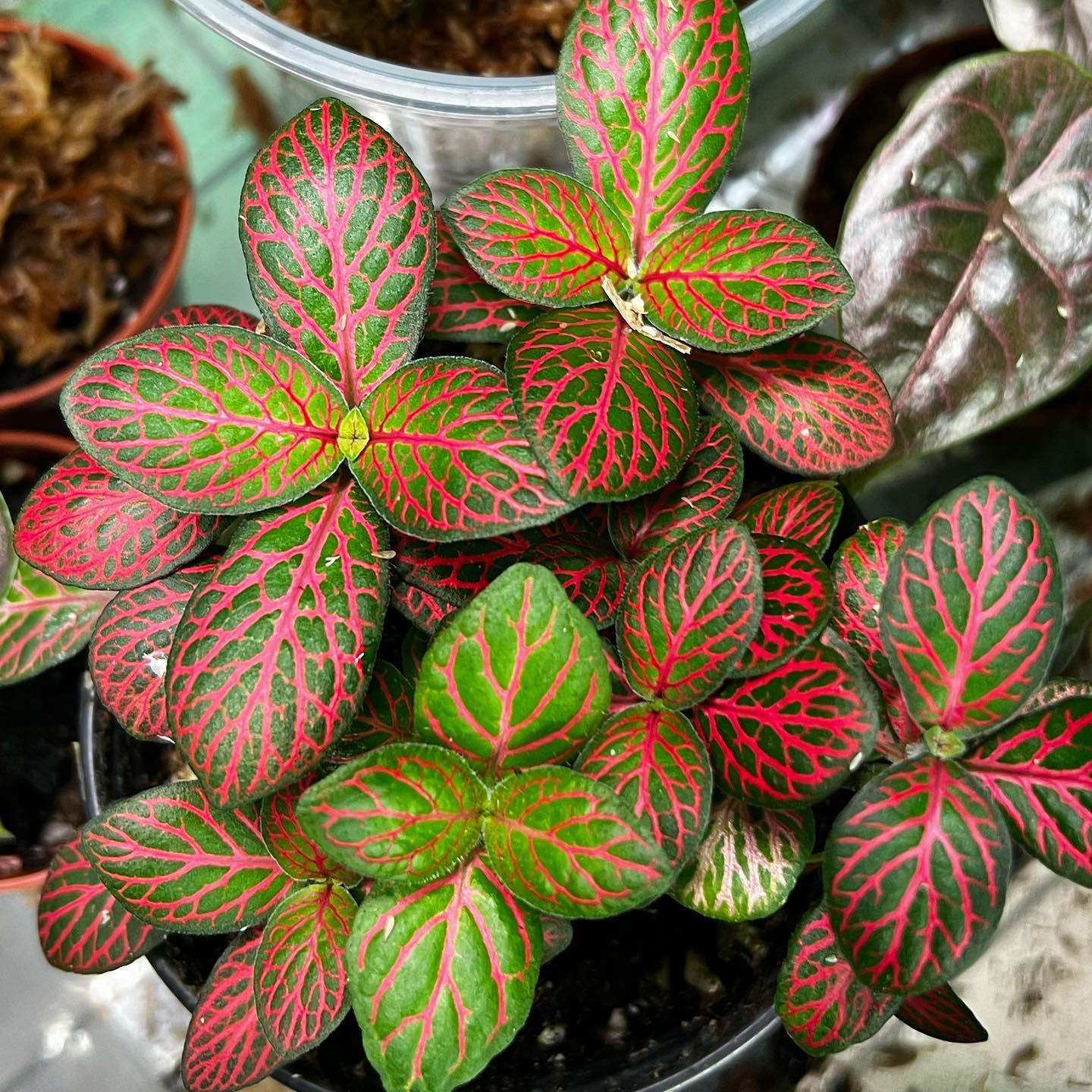 4. Fittonia Red