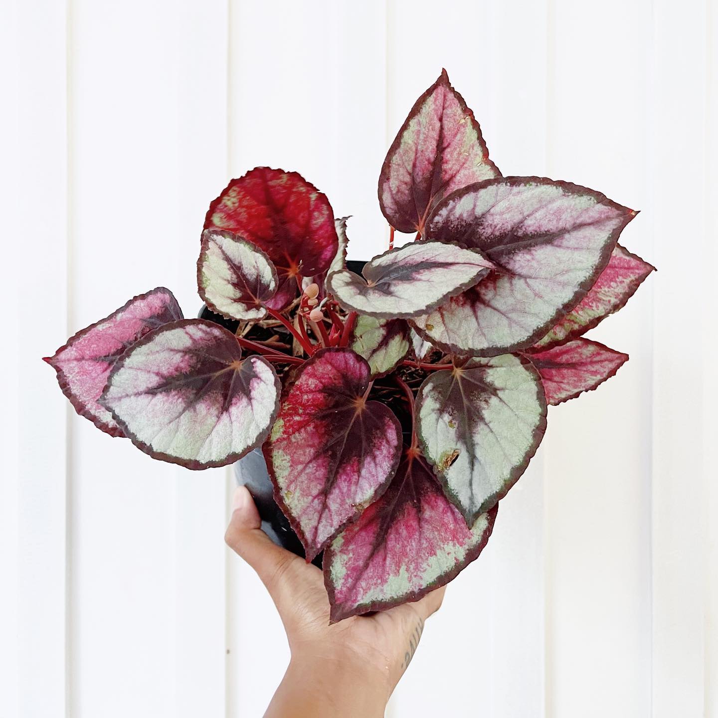 5. Begonia rex Red