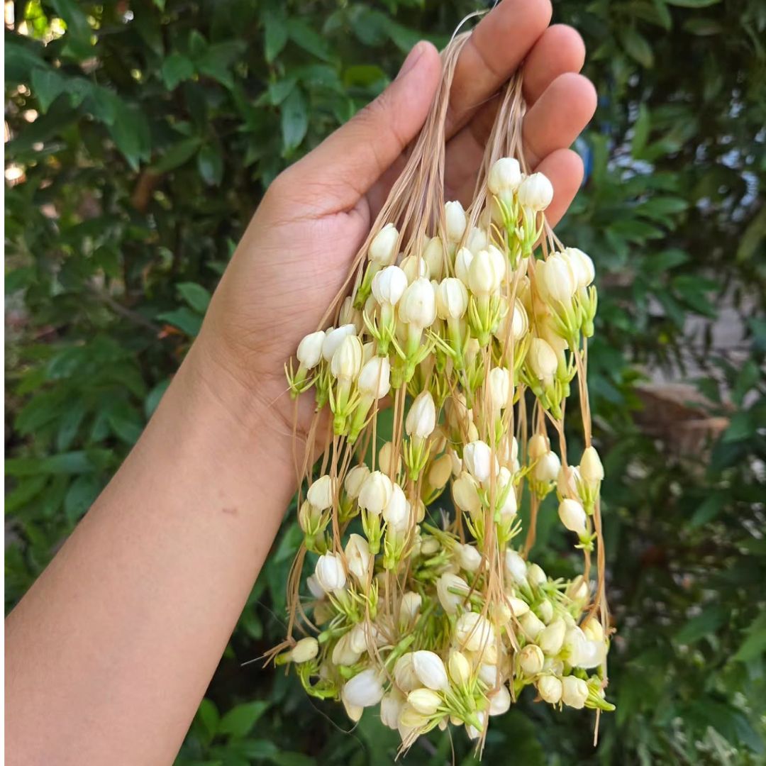 5. Melati Merambat (Jasminum sambac)