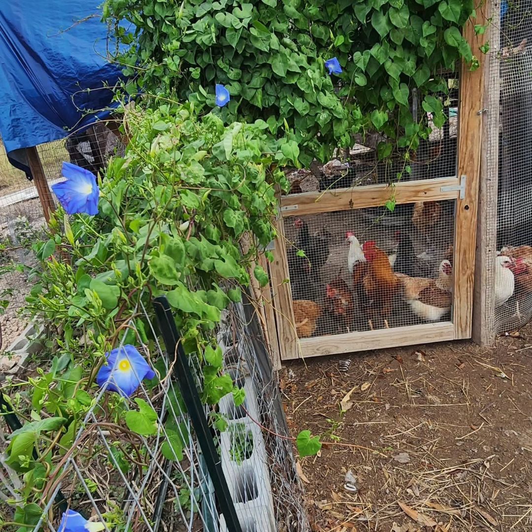 6. Morning Glory (Ipomoea purpurea)