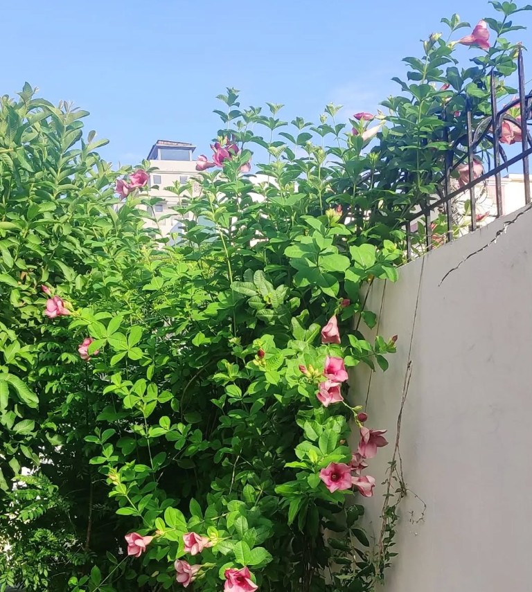 7. Alamanda (Allamanda cathartica)