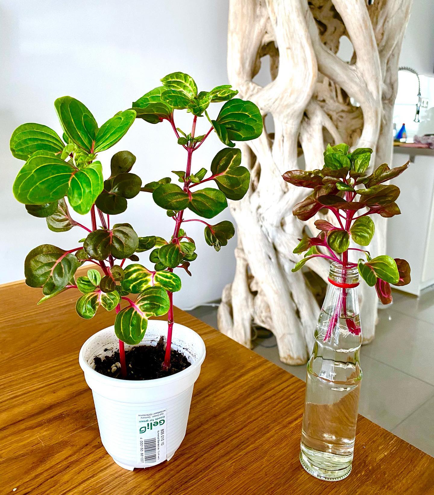 7. Iresine herbstii (Bloodleaf)