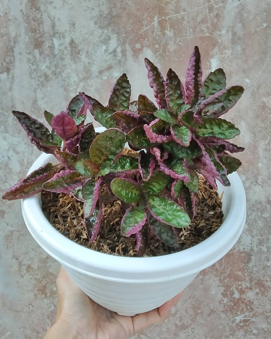 8. Hemigraphis alternata (Purple Waffle Plant)