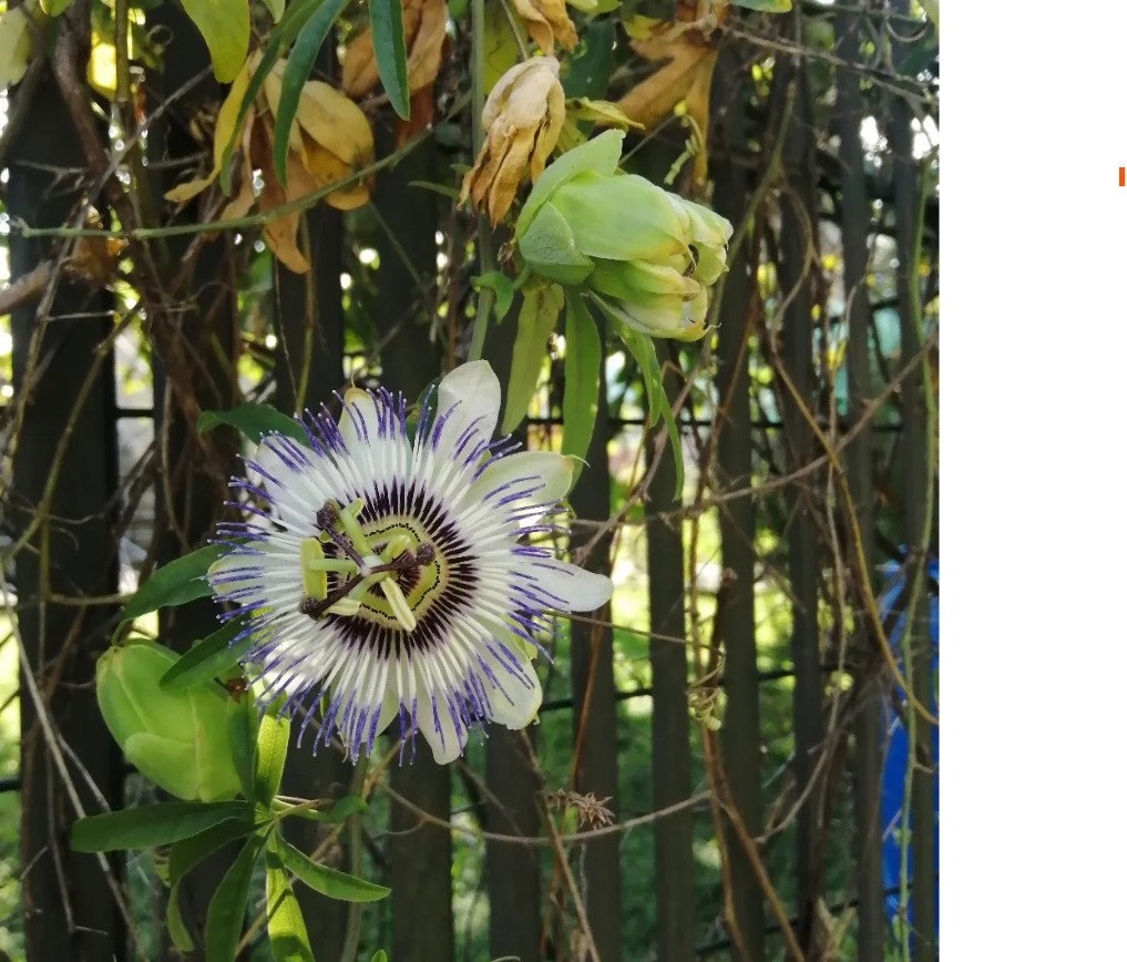 8. Passiflora (Bunga Markisa)