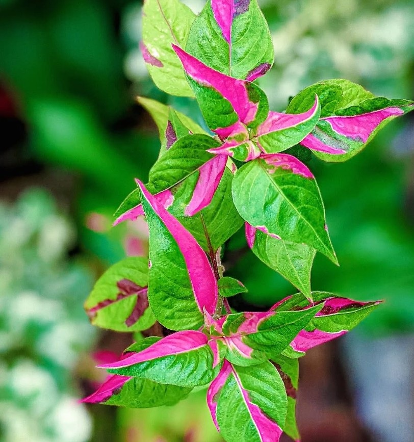 9. Alternanthera ficoidea (Bayam Merah Mini)