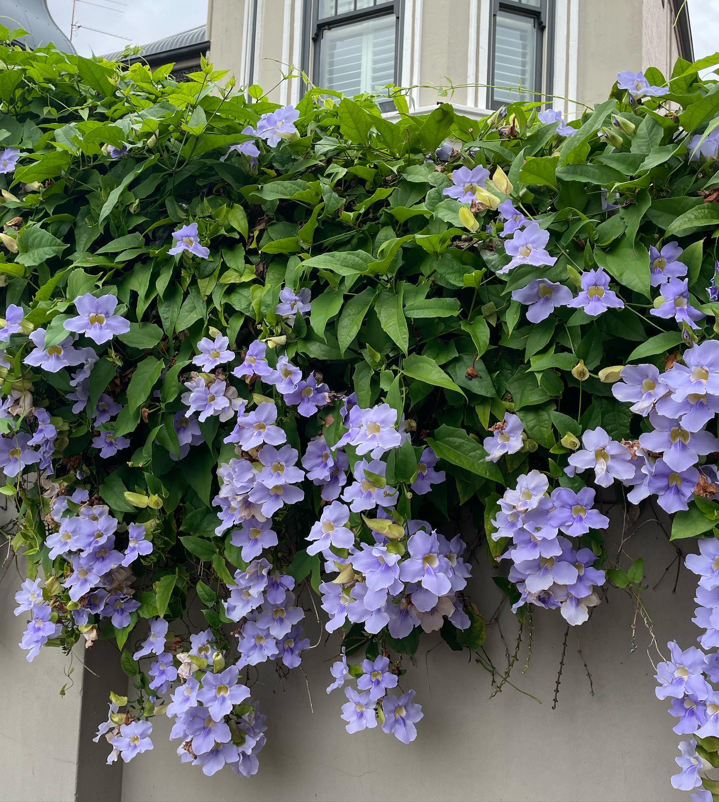 9. Thunbergia (Terompet Biru)