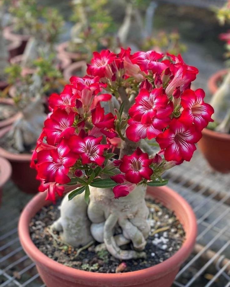 Adenium obesum Adenium obesum