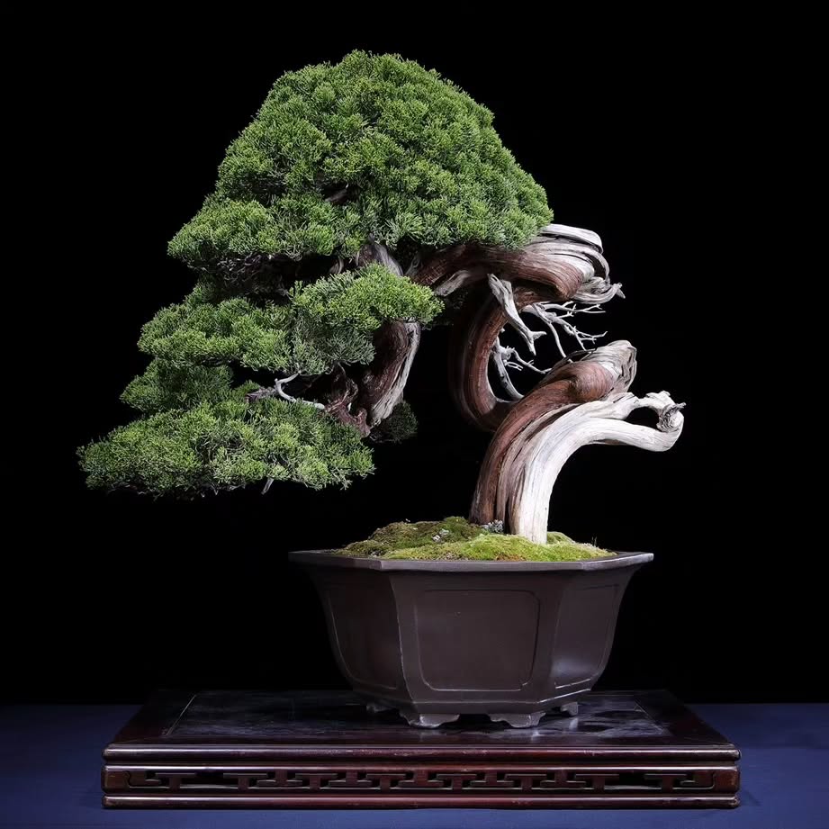 Bonsai Juniperus chinensis Bonsai Juniperus chinensis