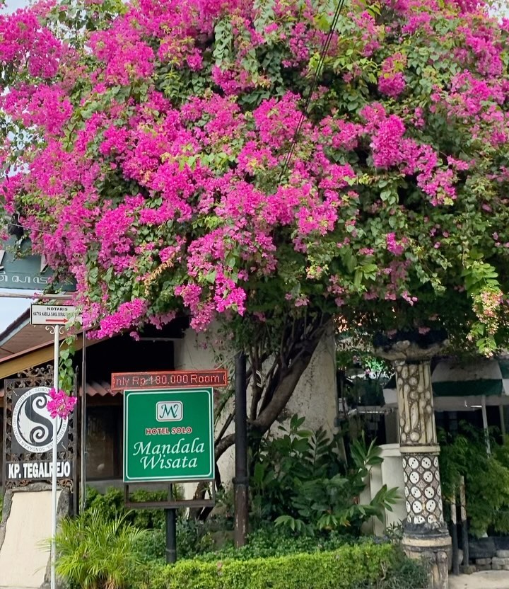 tanaman depan rumah estetik