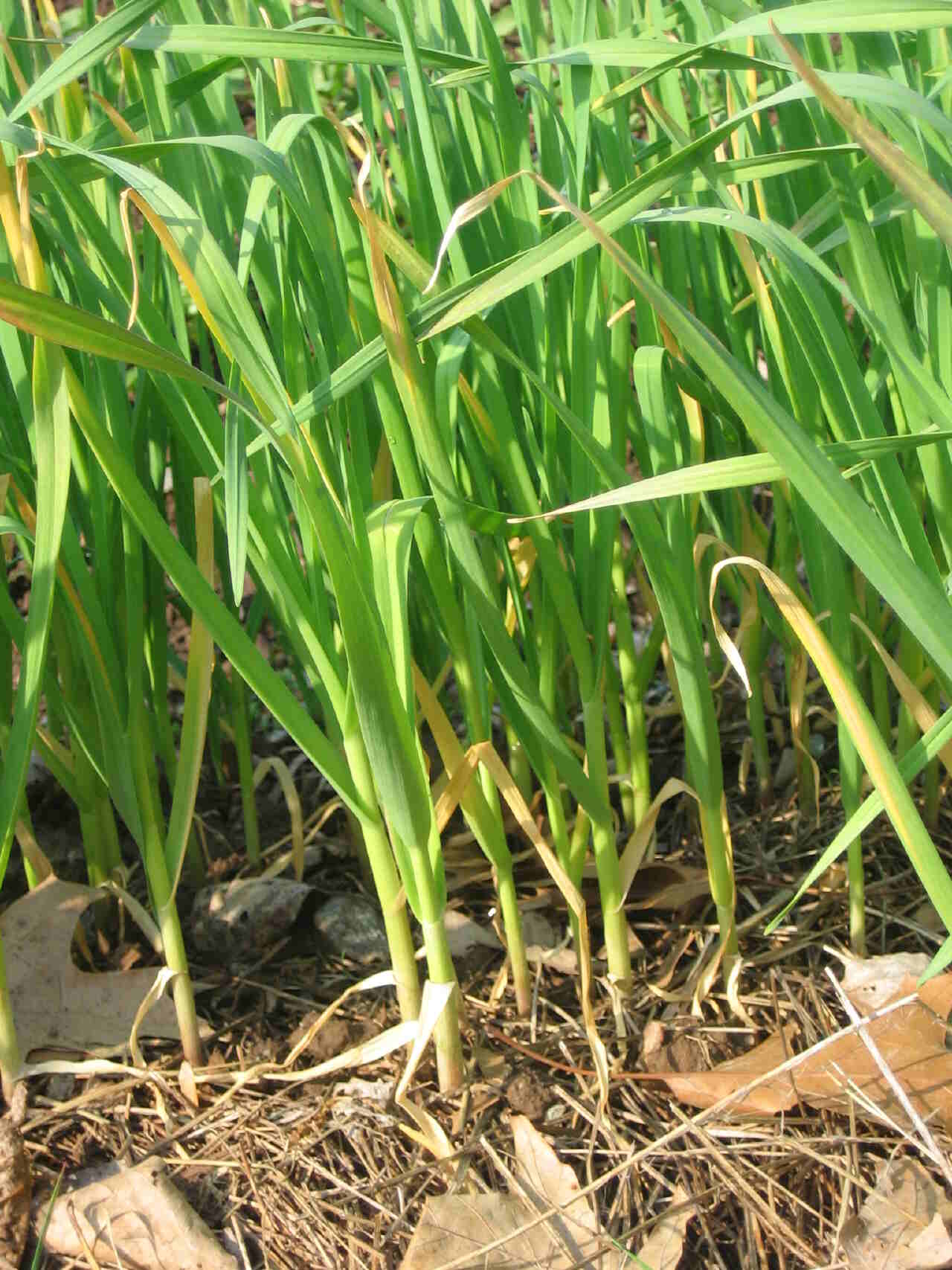 Daun Bawang