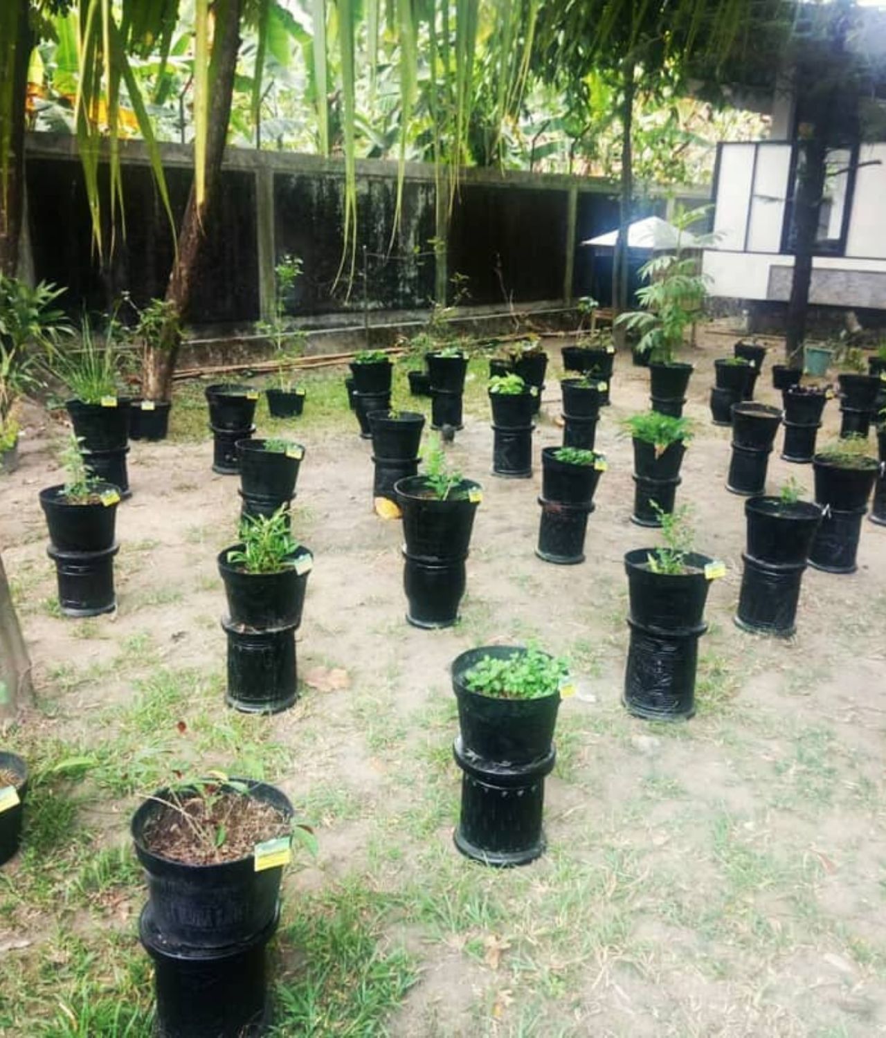 Desain Taman Toga Sederhana