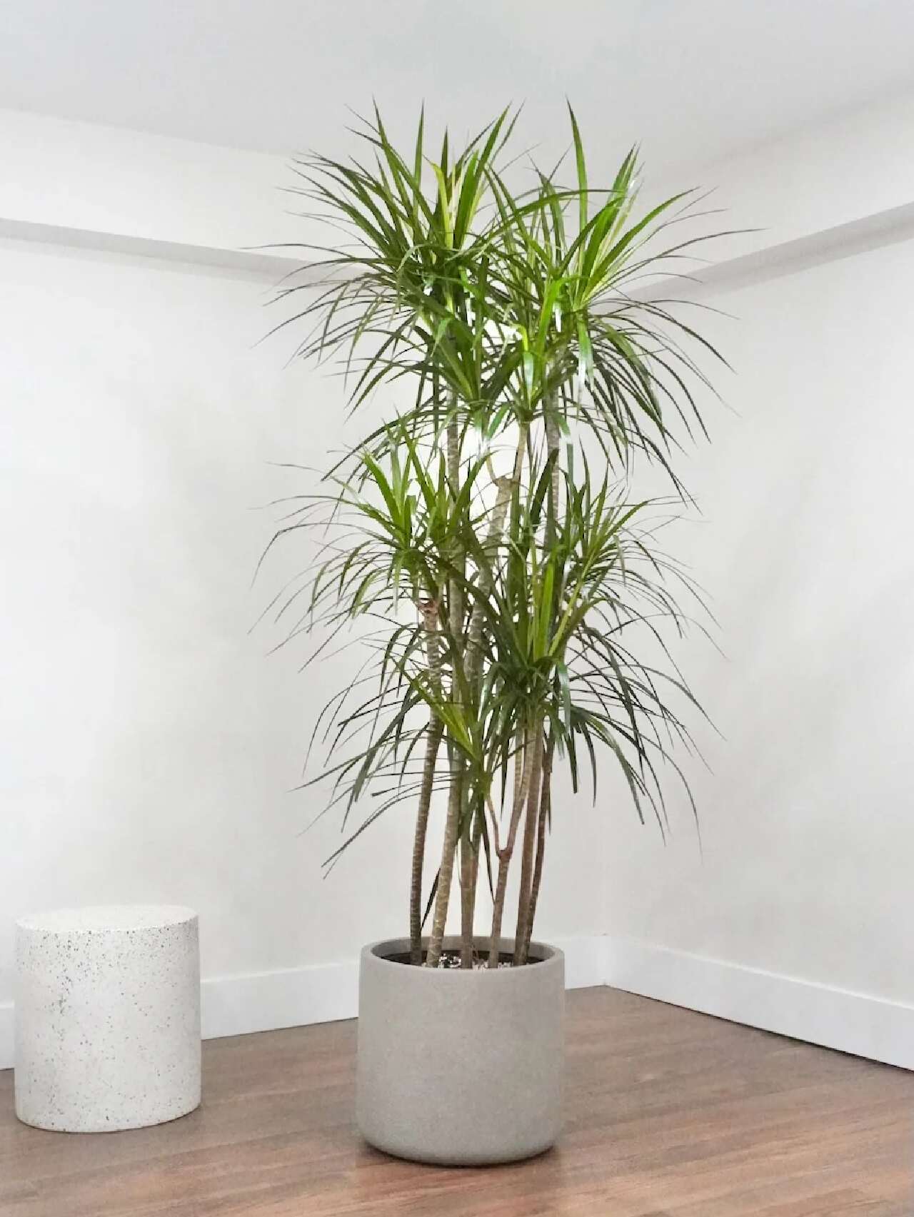 Dracaena
