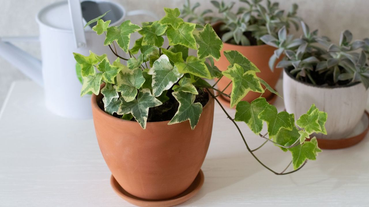 English Ivy