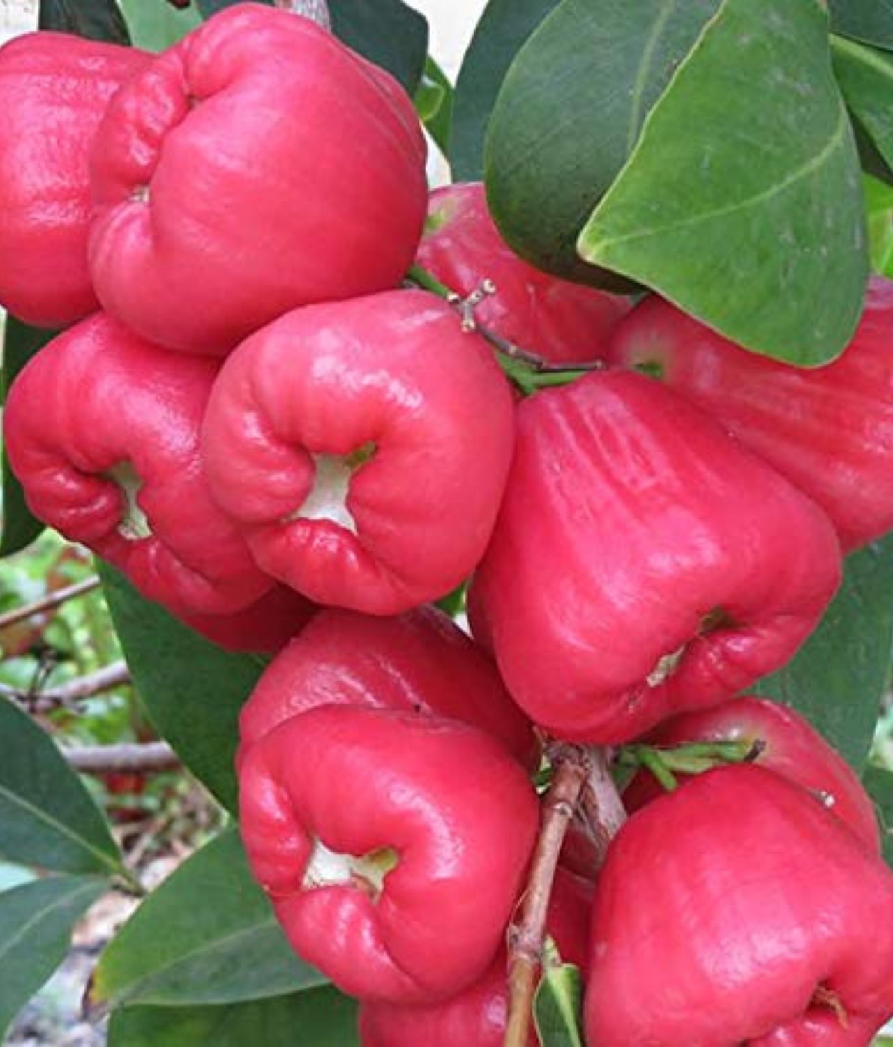Jambu Air