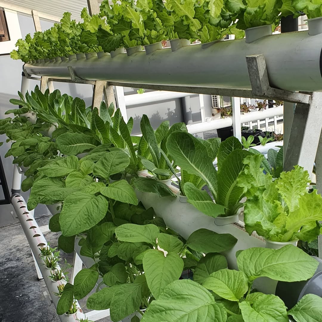 kebun di belakang rumah kebun di belakang rumah