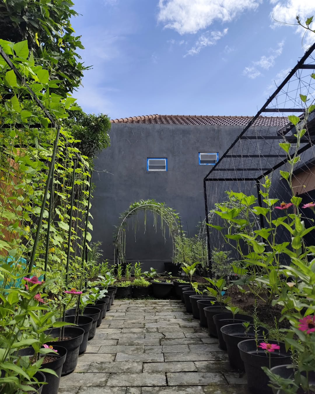 kebun di belakang rumah kebun di belakang rumah