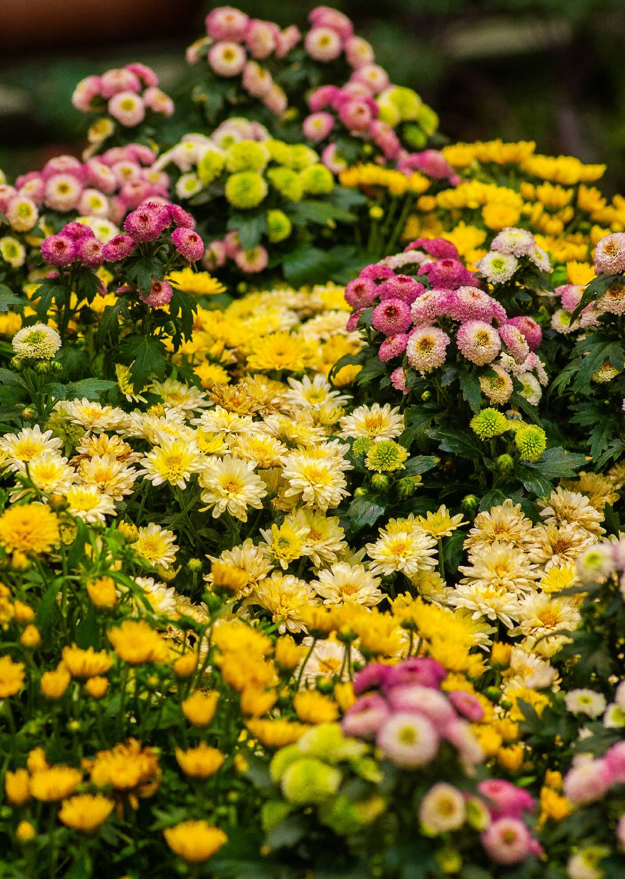 tanaman pengusir tikus tanaman pengusir tikus