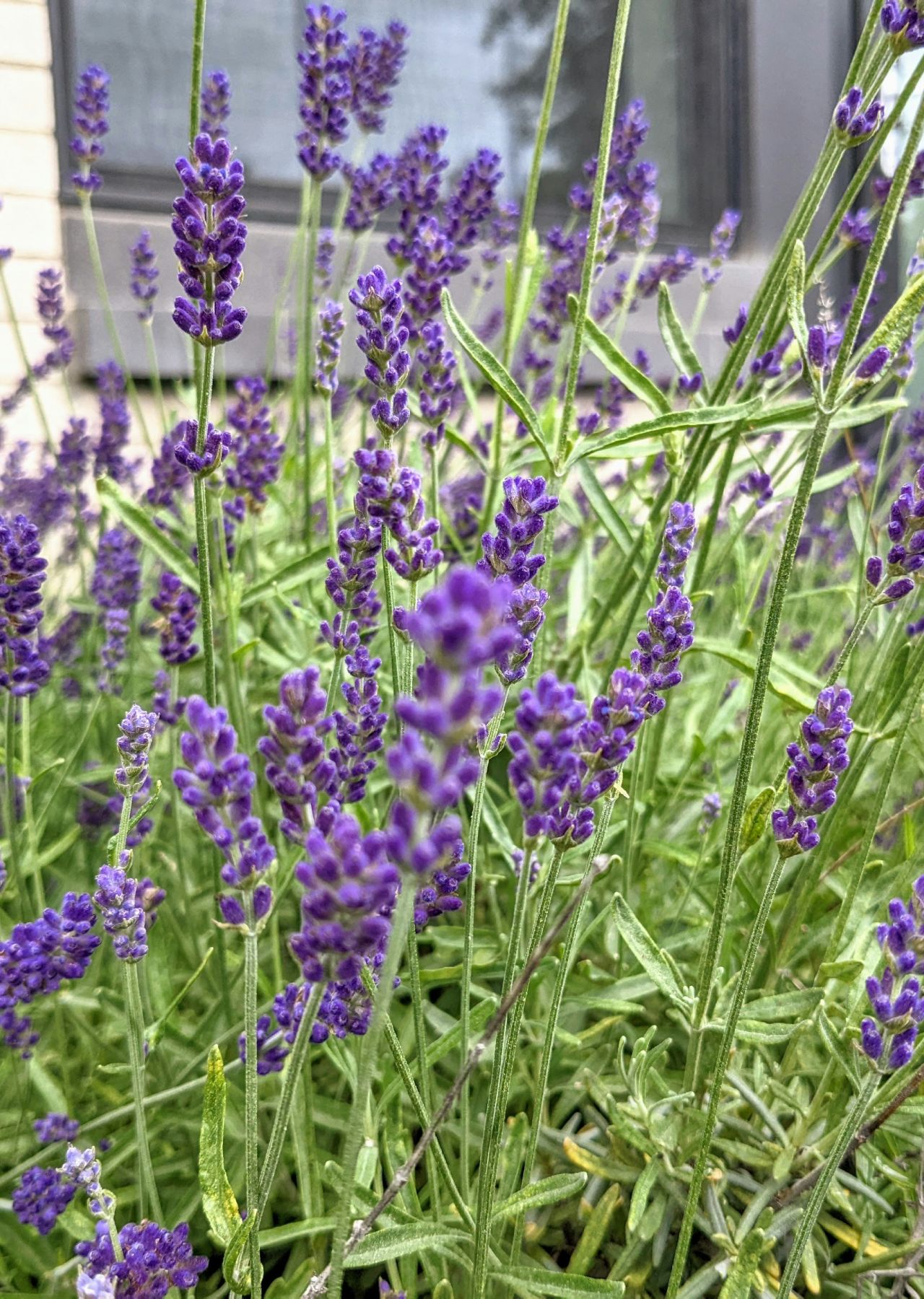 tanaman pengusir tikus tanaman pengusir tikus