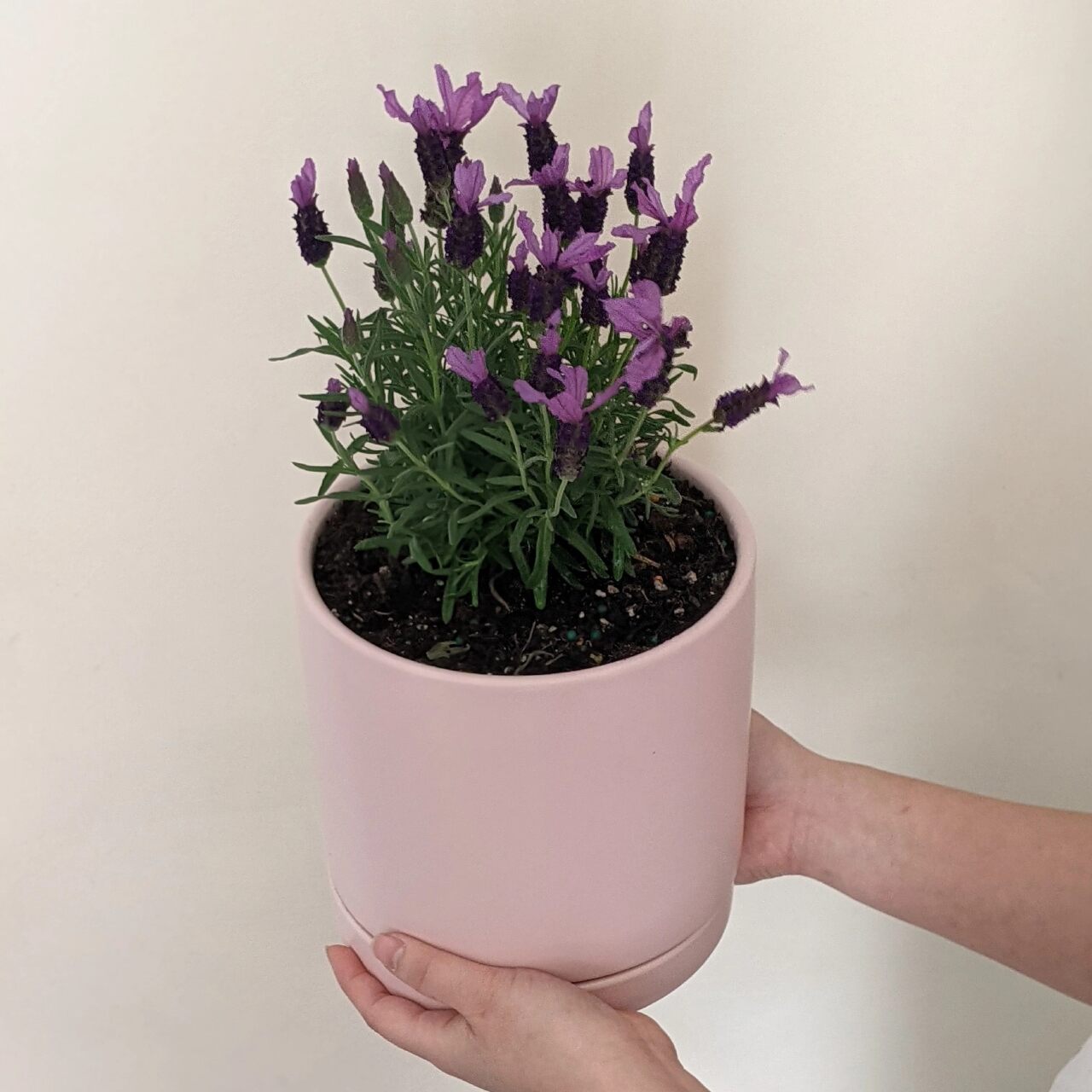 Lavender