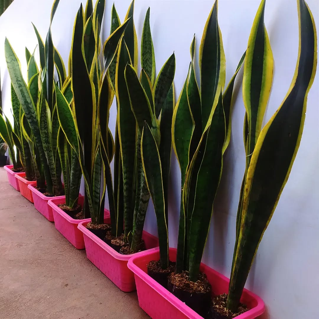 tanaman depan rumah estetik